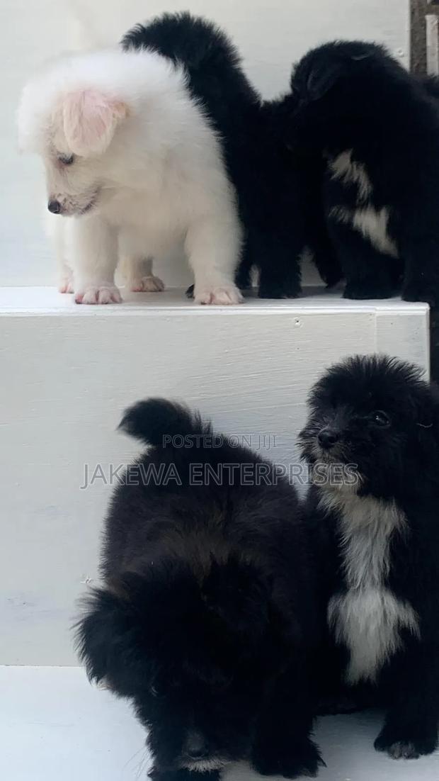 1-3 months Female Purebred Havanese - main view