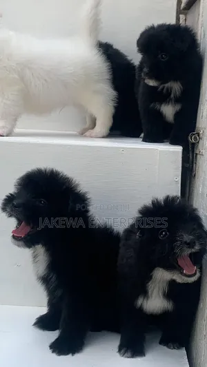 1-3 months Male Purebred Havanese