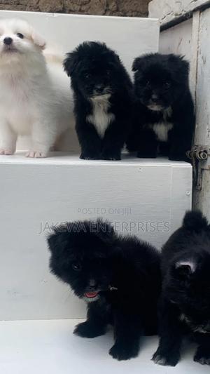 1-3 months Female Purebred Havanese - thumbnail 2