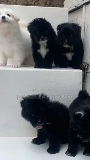 1-3 months Female Purebred Havanese
