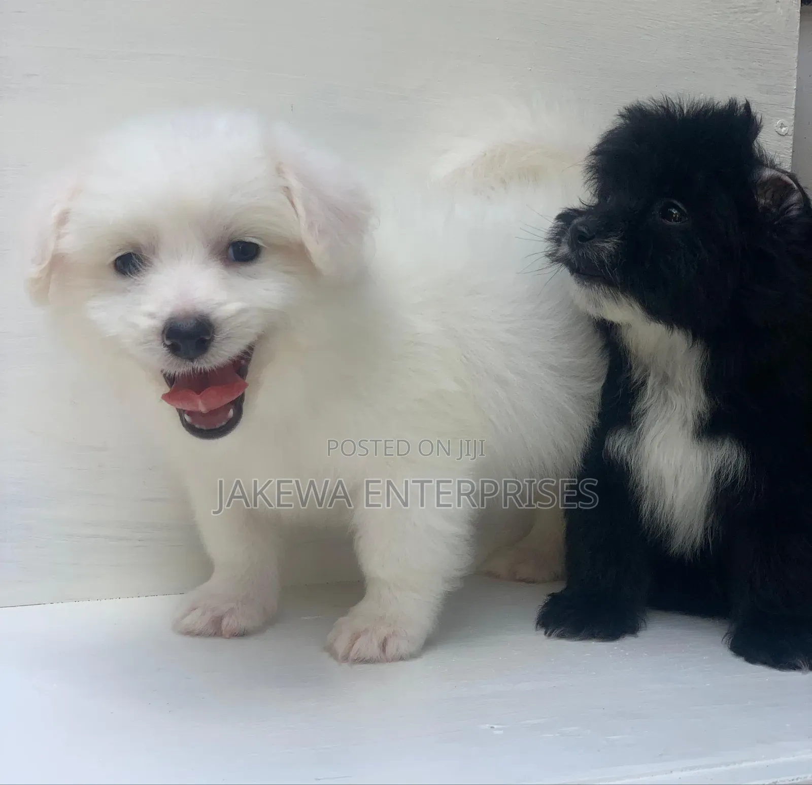 1-3 months Male Purebred Havanese
