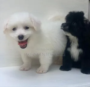 1-3 months Male Purebred Havanese