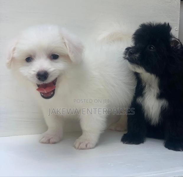 1-3 months Male Purebred Havanese - main view
