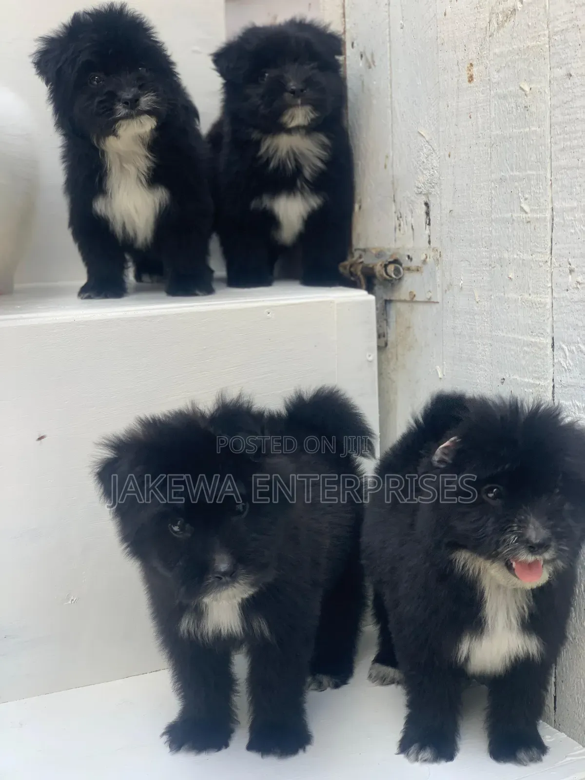 1-3 months Female Purebred Havanese