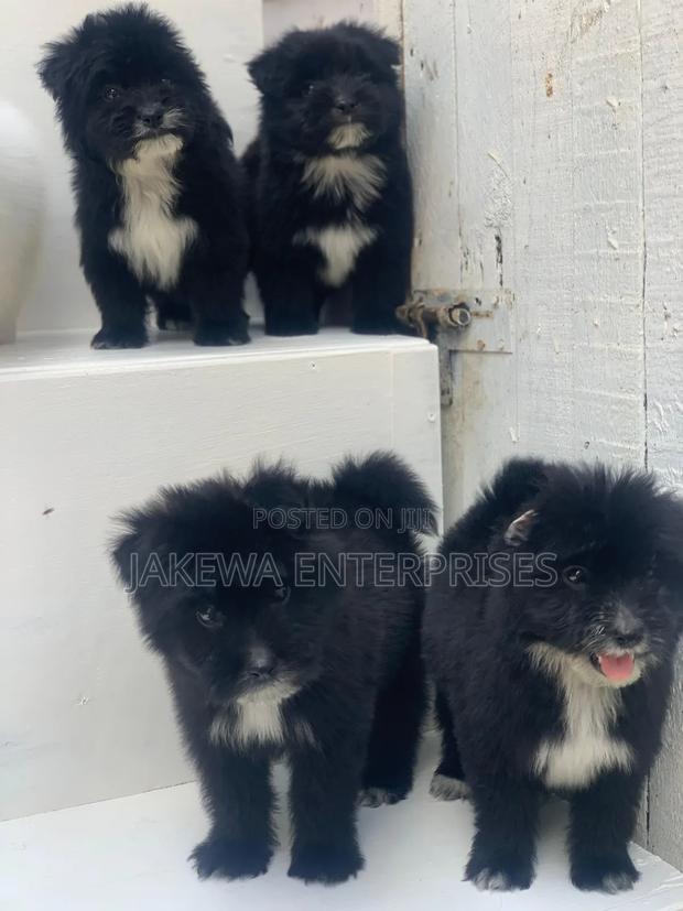 1-3 months Female Purebred Havanese