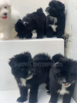 1-3 months Male Purebred Havanese
