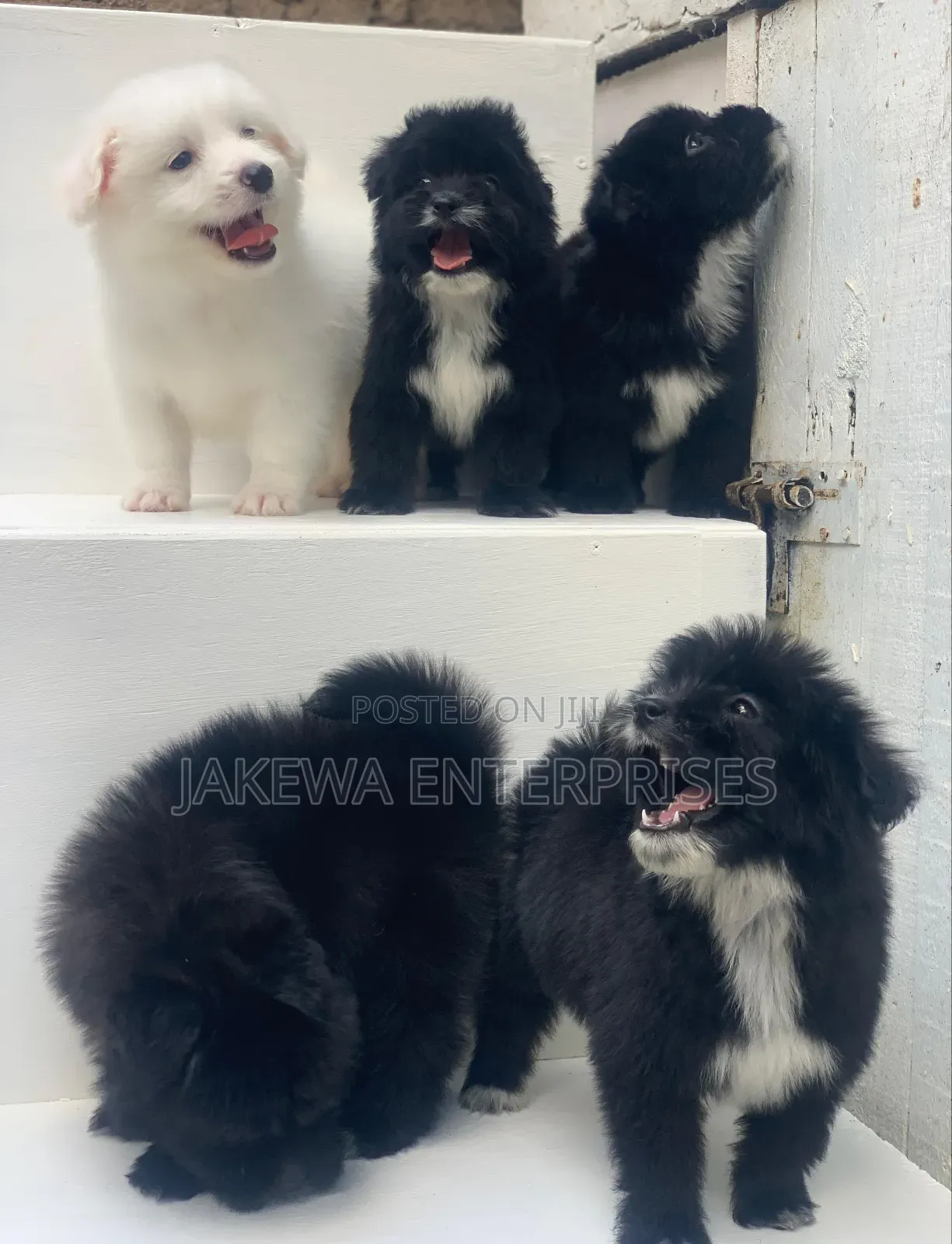 1-3 months Male Purebred Havanese