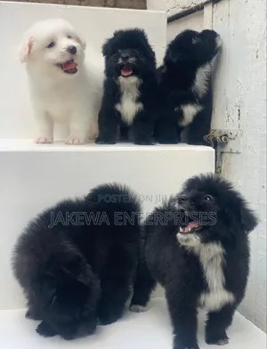 1-3 months Male Purebred Havanese