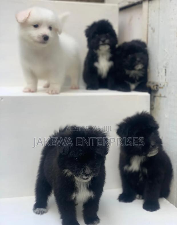 1-3 months Male Purebred Havanese - main view