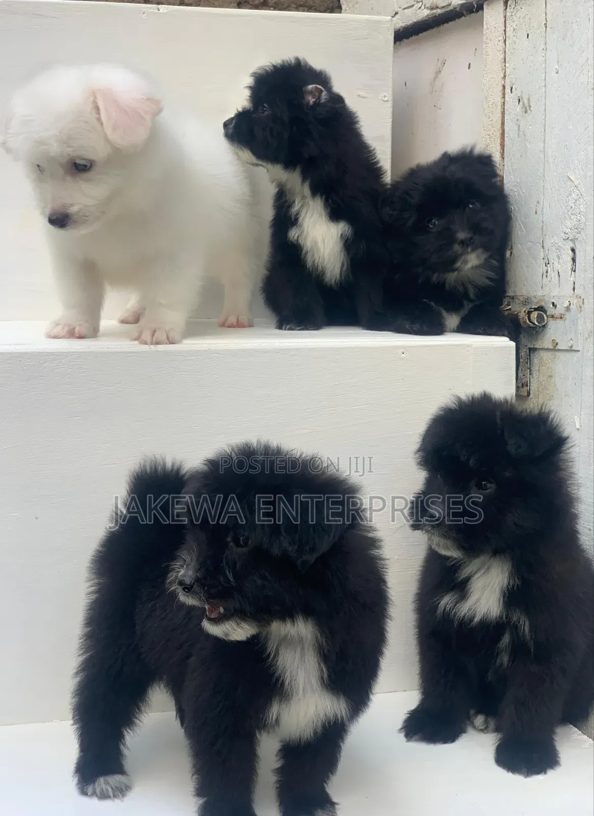 1-3 months Female Purebred Havanese
