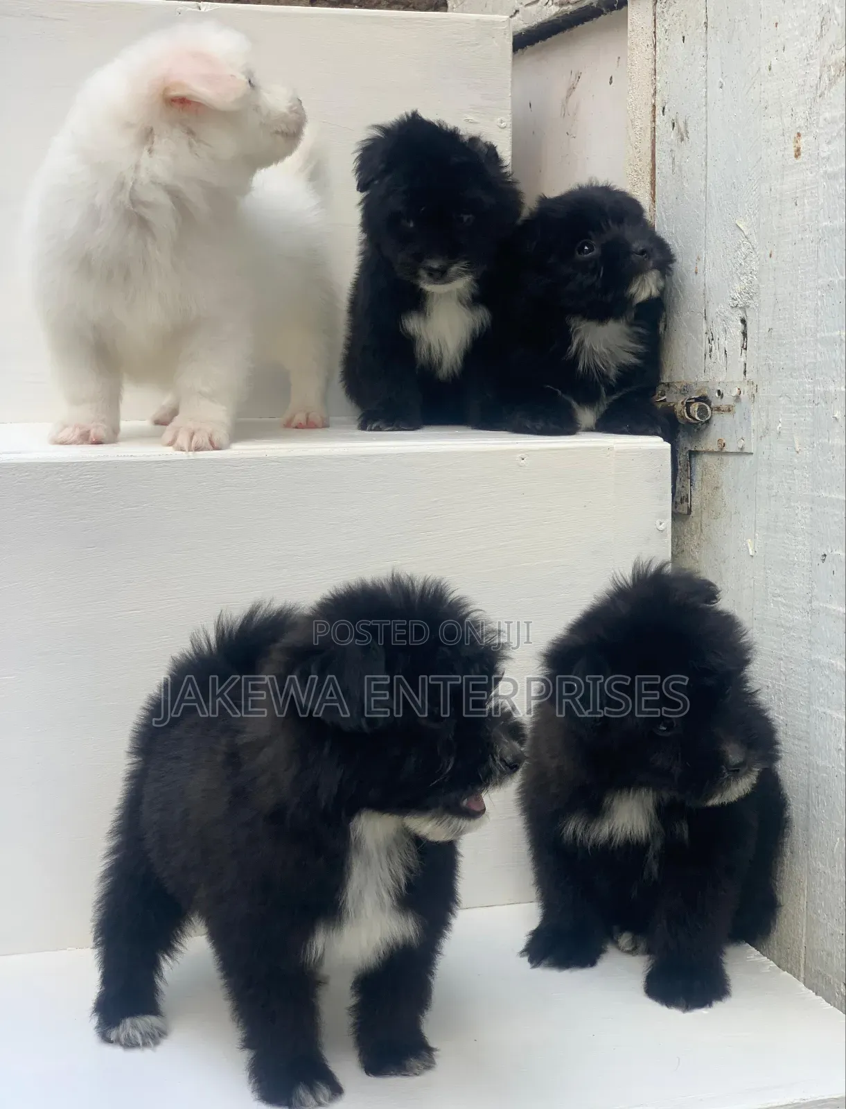 1-3 months Male Purebred Havanese