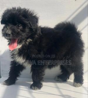 1-3 months Female Purebred Havanese - thumbnail 2