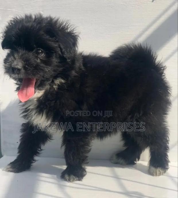 1-3 months Female Purebred Havanese - main view