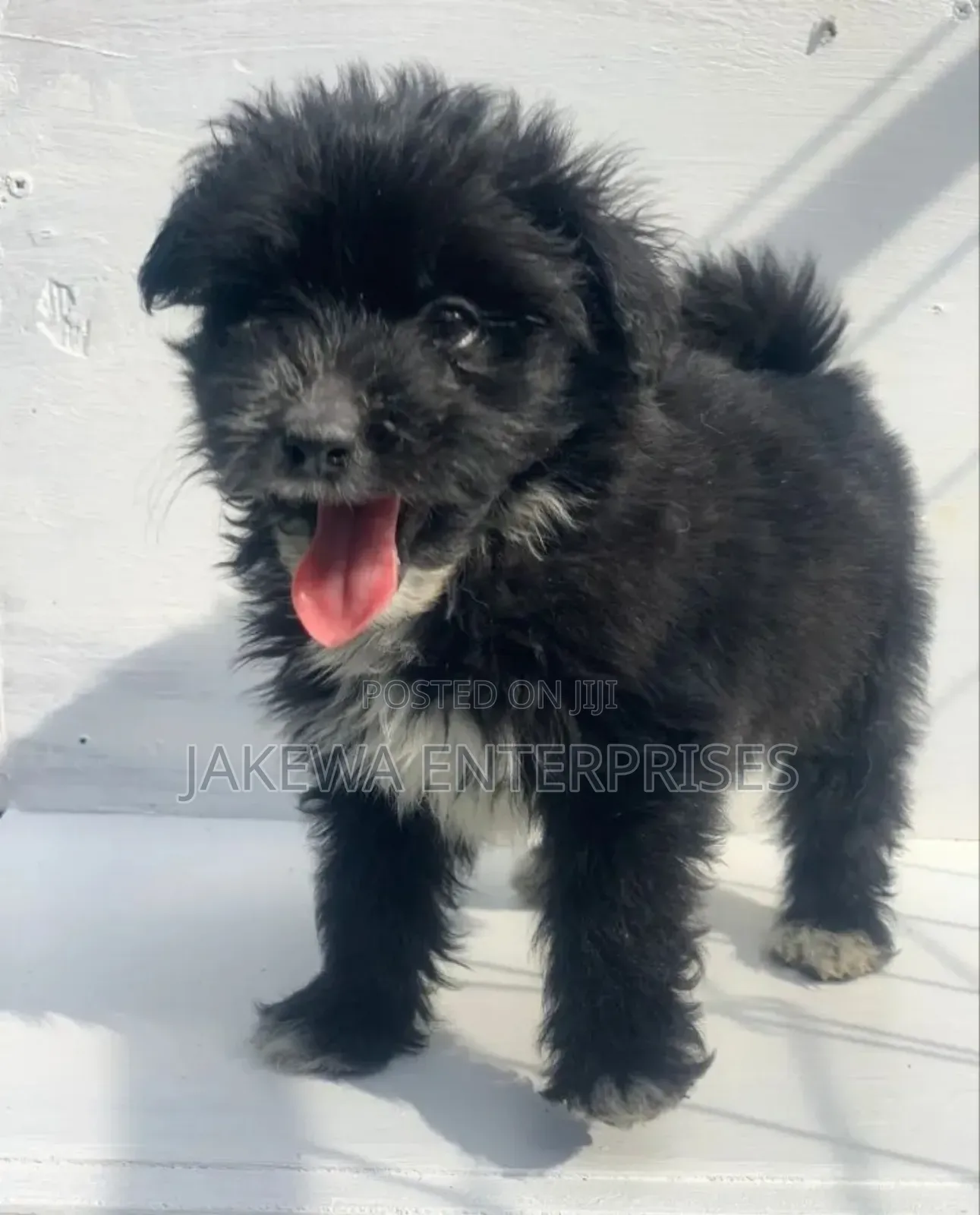 1-3 months Female Purebred Havanese