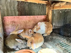 Kitengela Rabbitry Bunnies