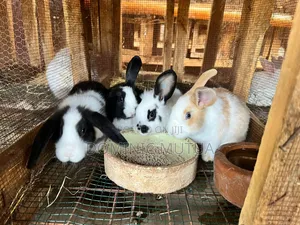 Kitengela Rabbitry Bunnies