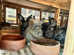 Kitengela Rabbitry Bunnies