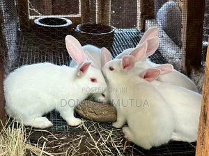 Kitengela Rabbitry Bunnies