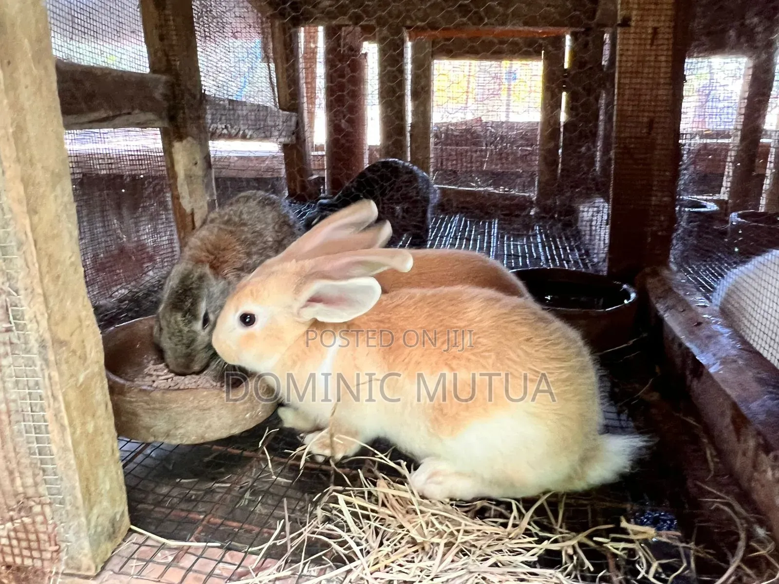 Kitengela Rabbitry Bunnies