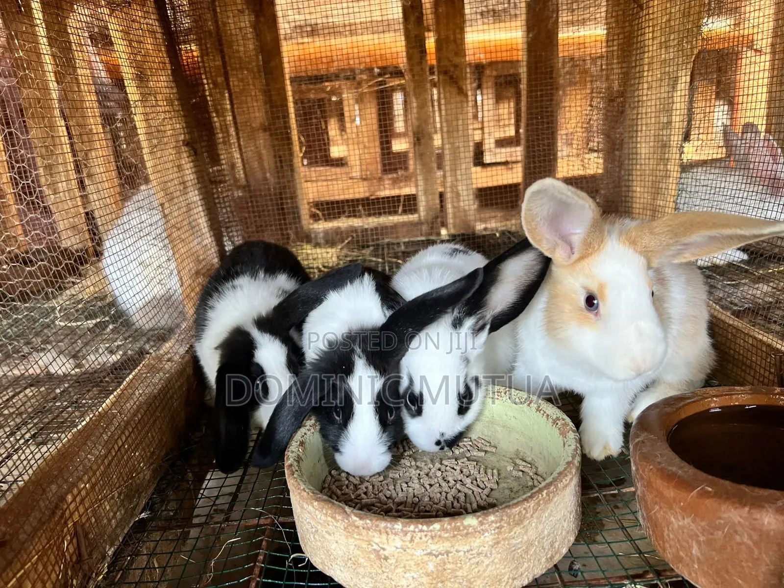 Kitengela Rabbitry Bunnies