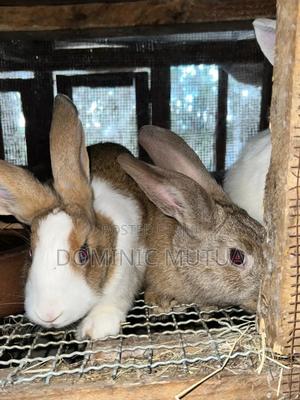 Kitengela Rabbitry - main view