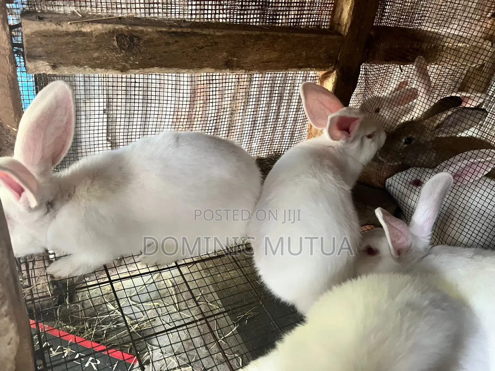 Kitengela Rabbitry
