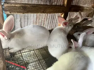 Kitengela Rabbitry