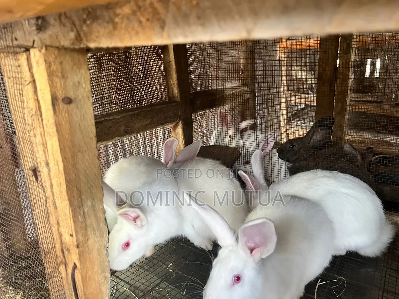 Kitengela Rabbitry