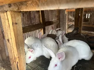 Kitengela Rabbitry