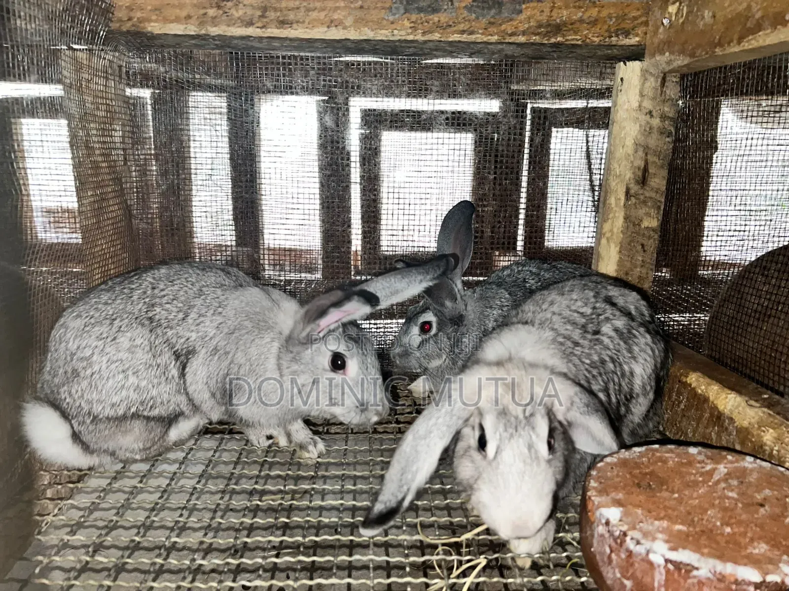 Kitengela Rabbitry