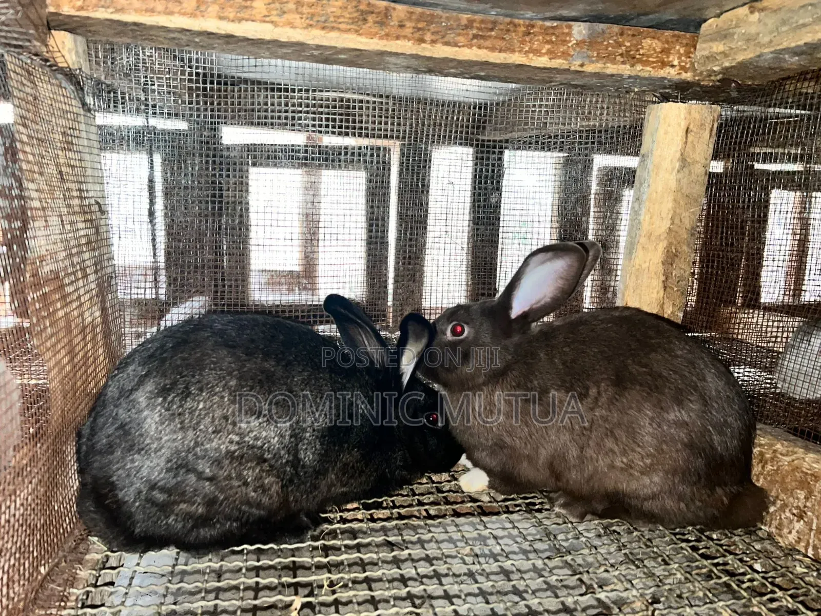 Kitengela Rabbitry