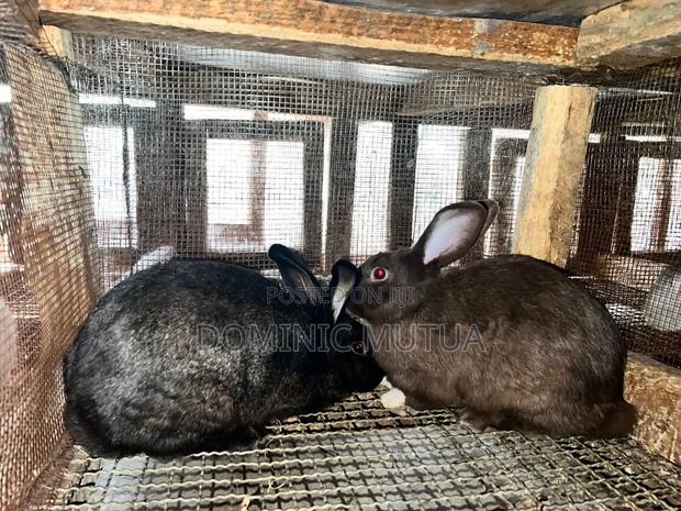 Kitengela Rabbitry - thumbnail 5