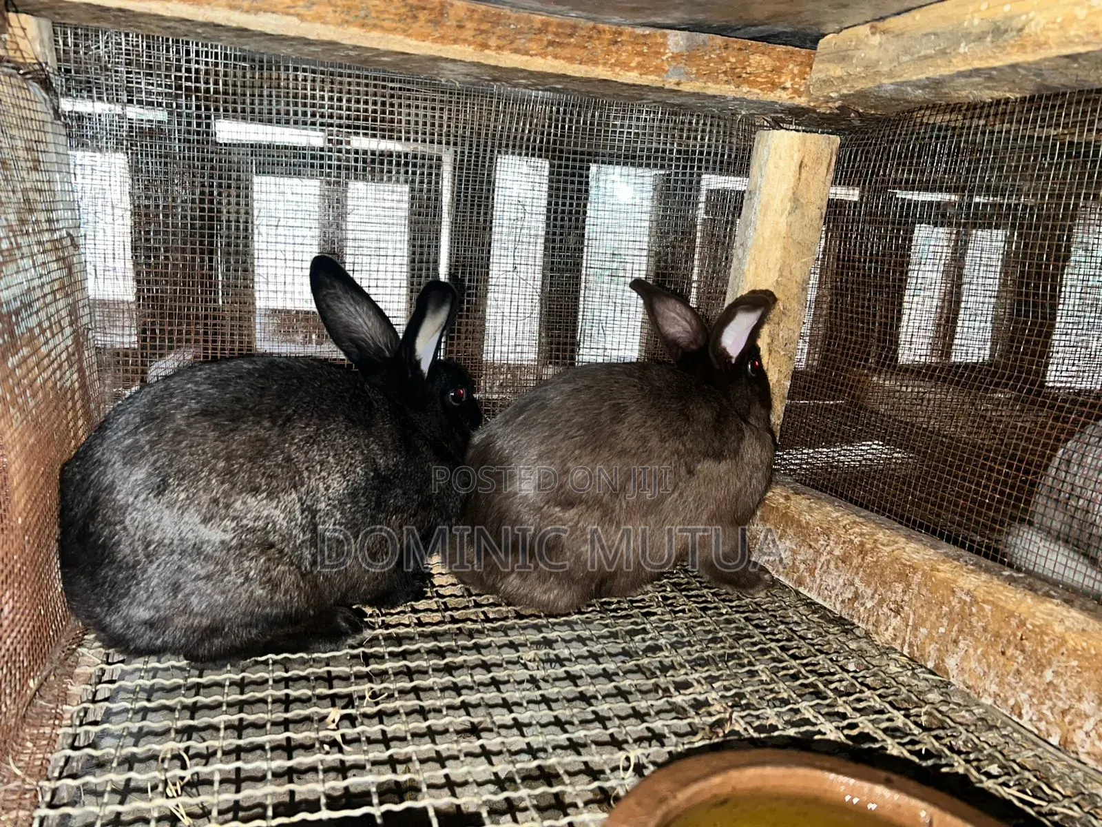 Kitengela Rabbitry