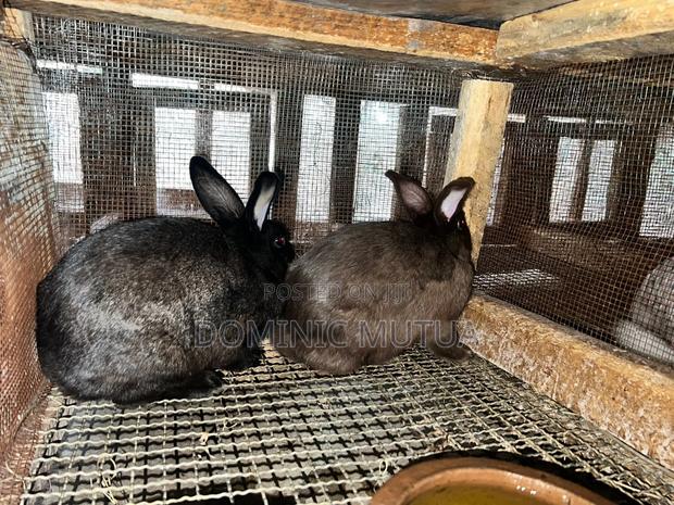Kitengela Rabbitry - thumbnail 7