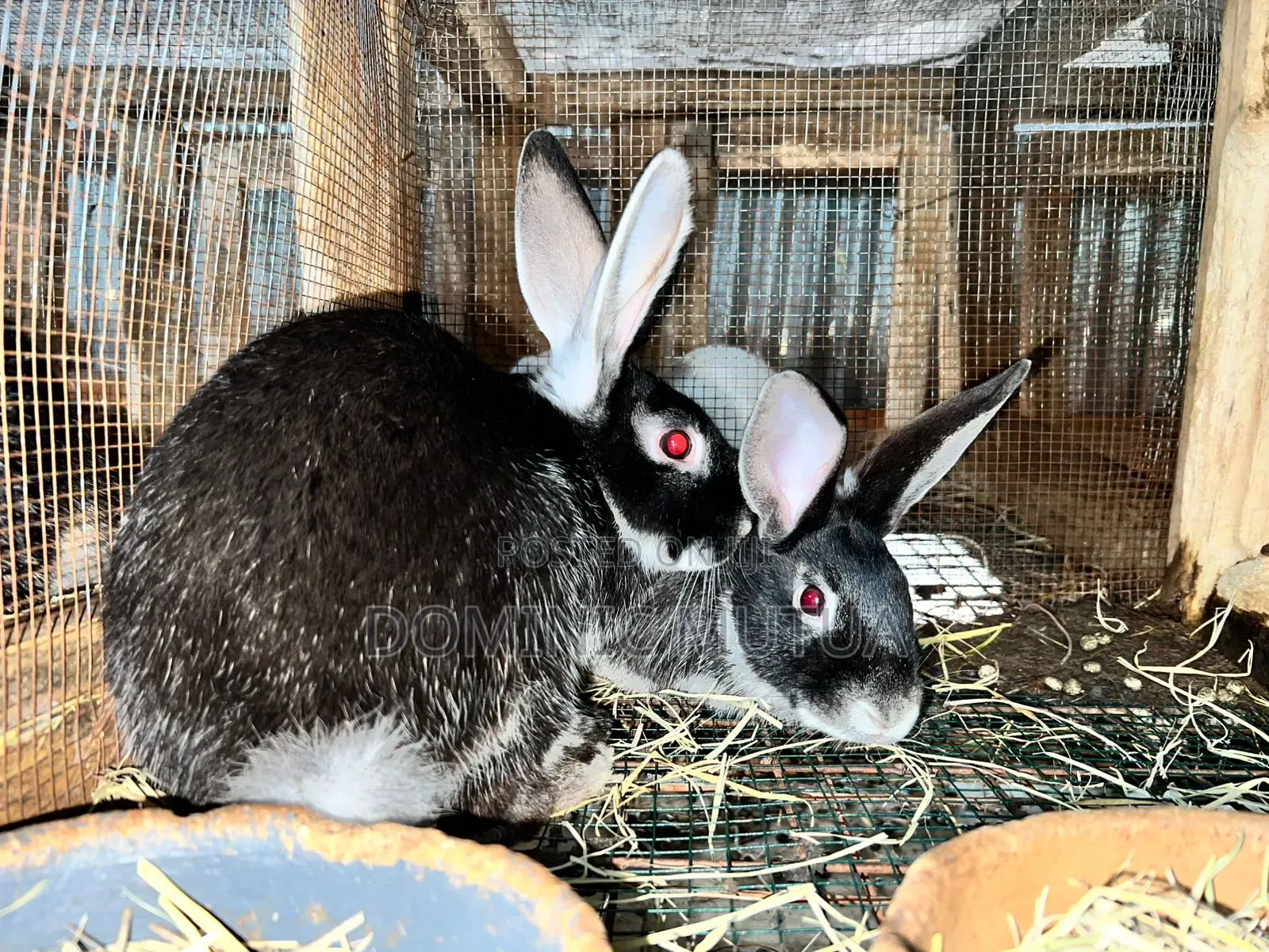 Kitengela Rabbitry