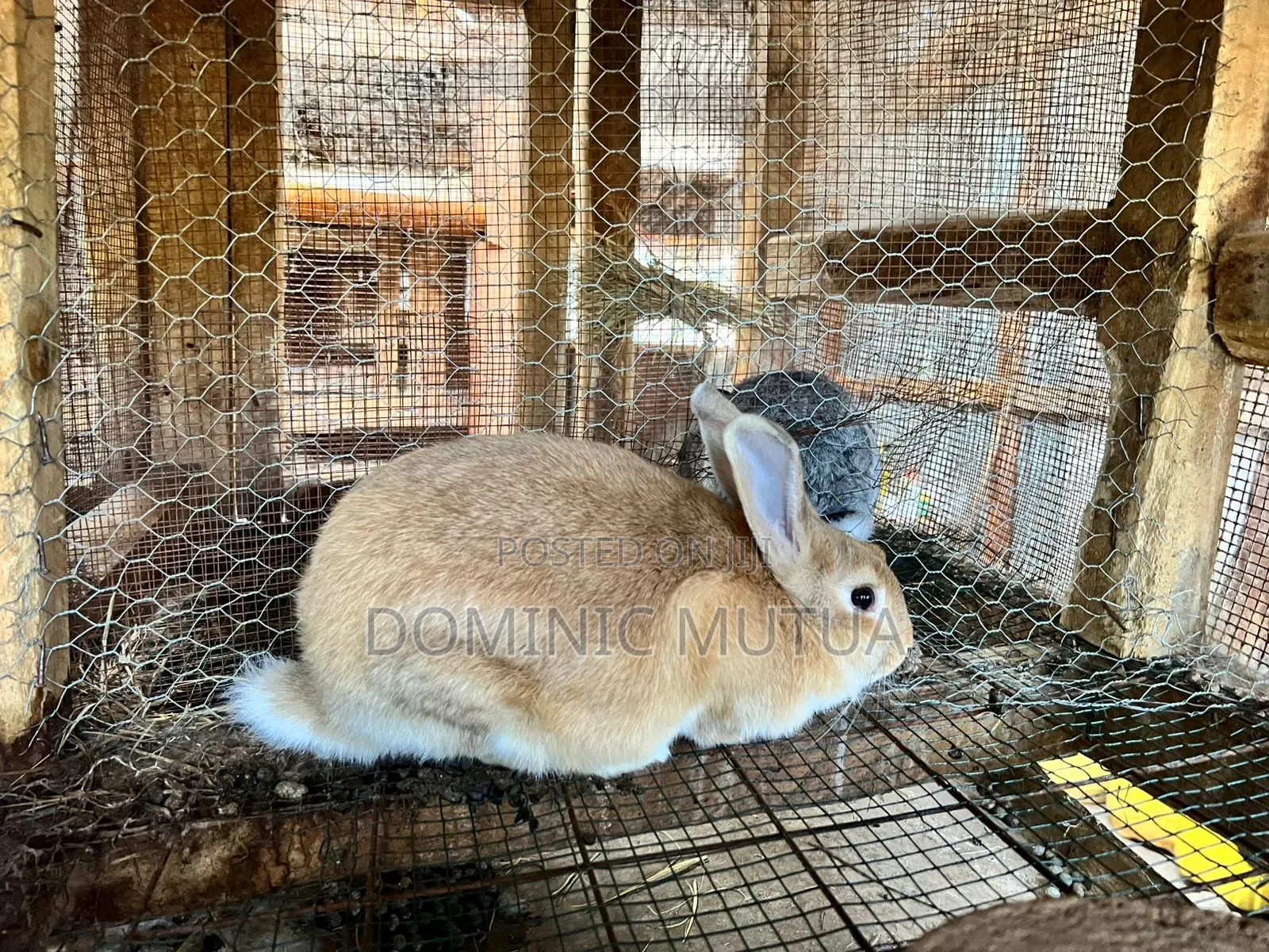 Kitengela Rabbitry
