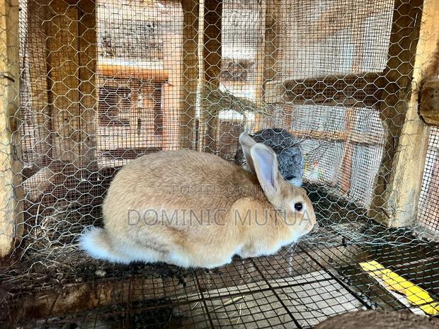 Kitengela Rabbitry - thumbnail 9