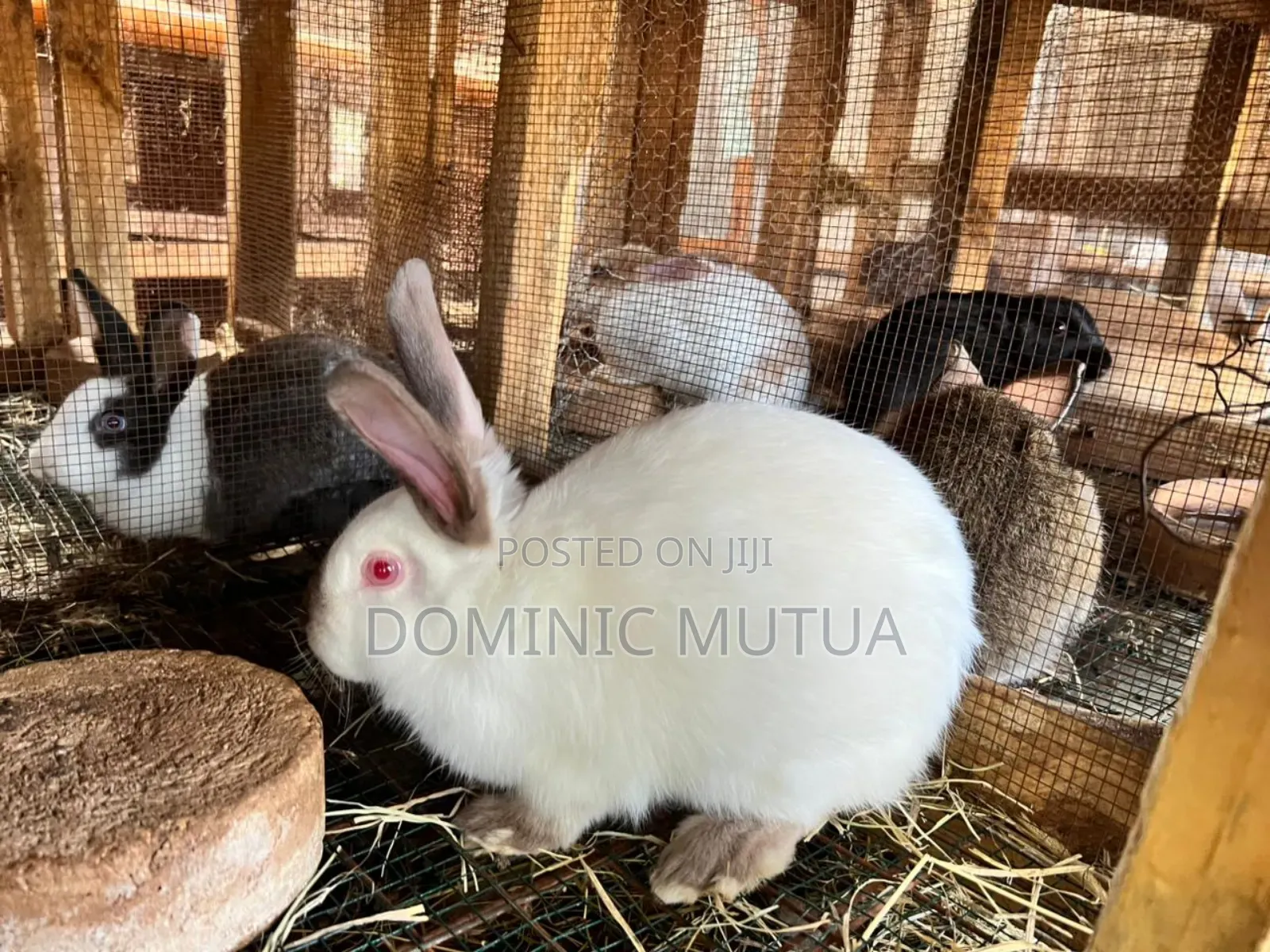 Kitengela Rabbitry