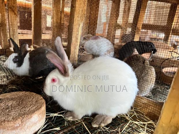 Kitengela Rabbitry - thumbnail 10