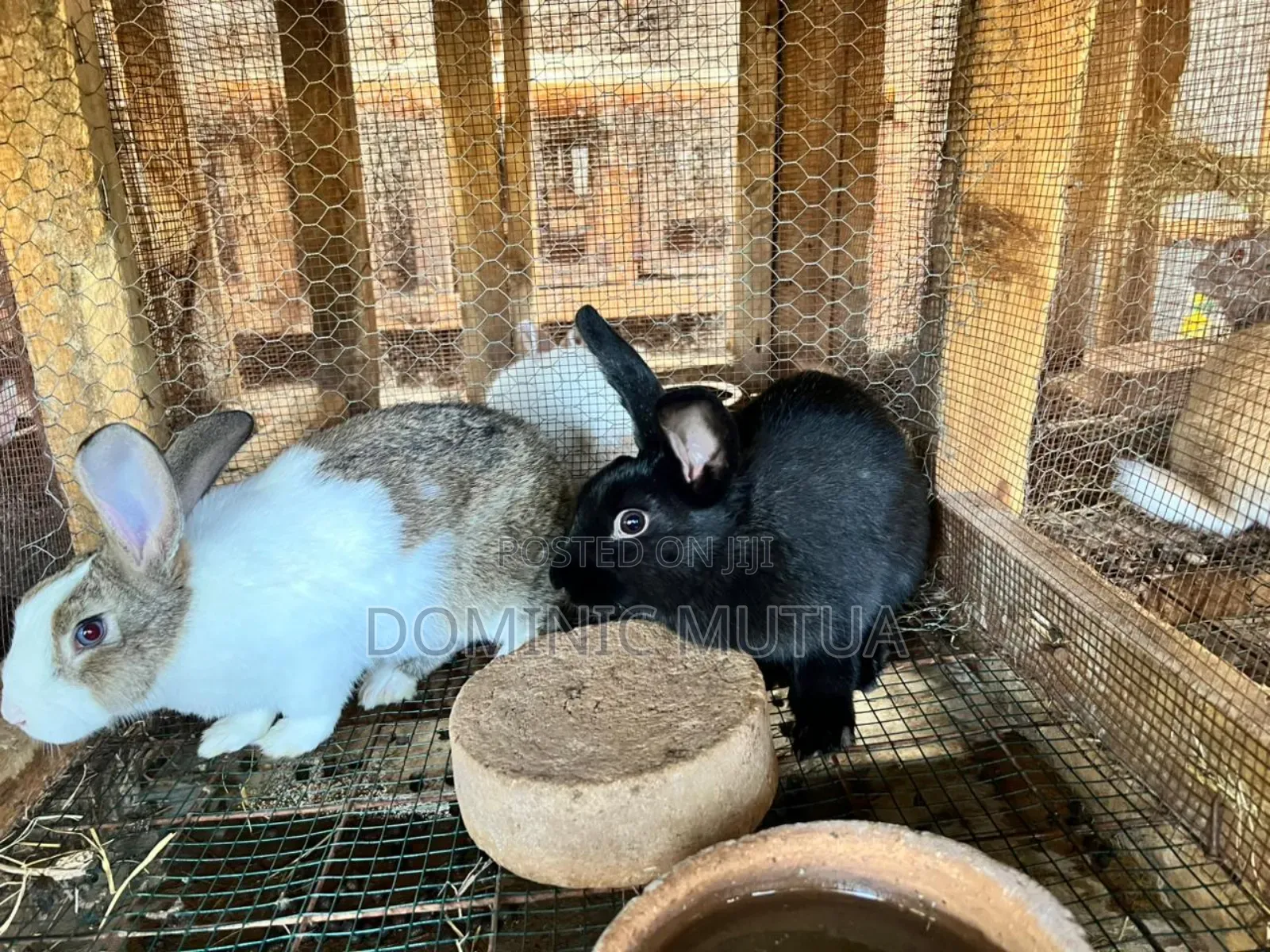 Kitengela Rabbitry