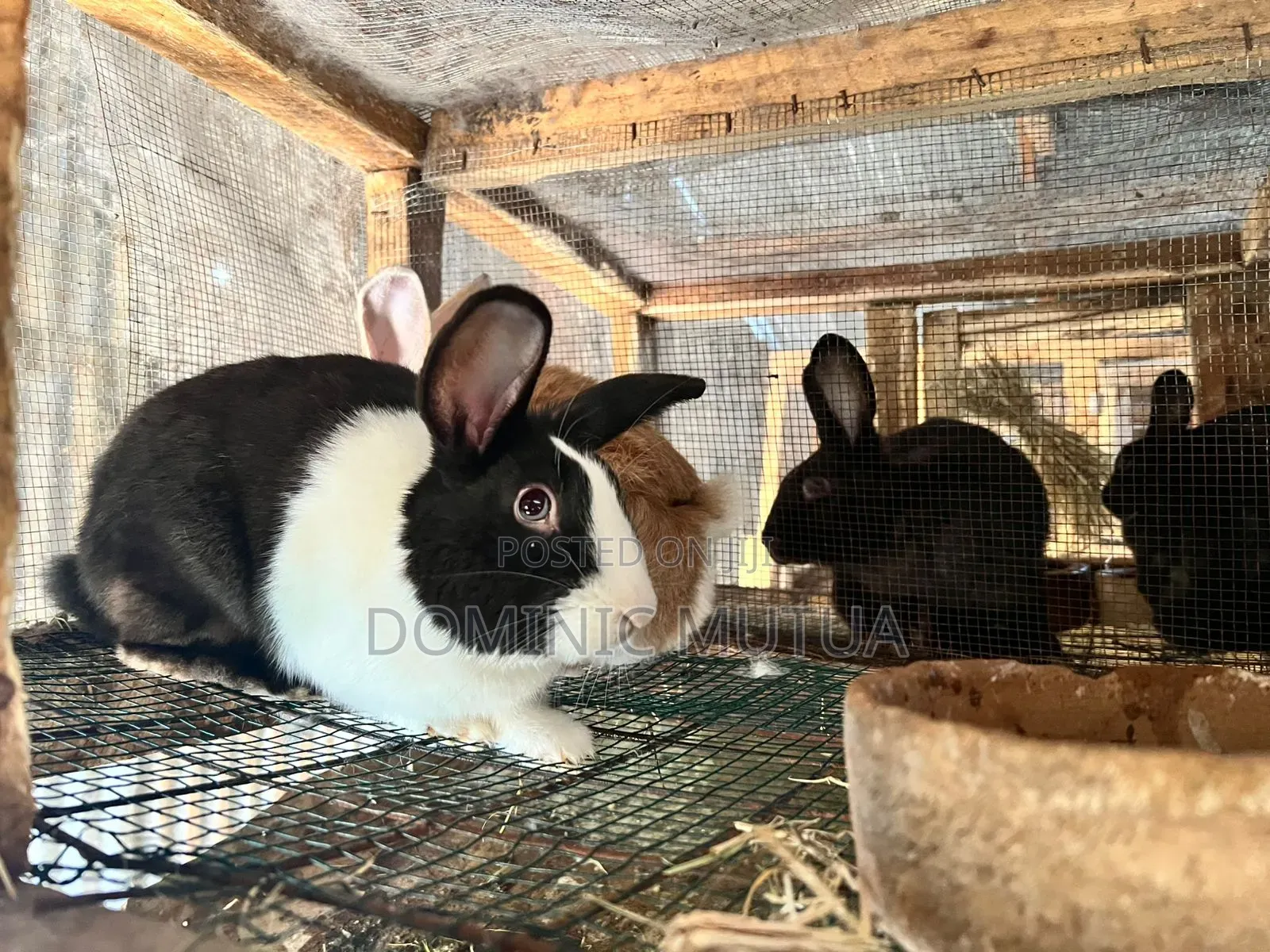 Kitengela Rabbitry