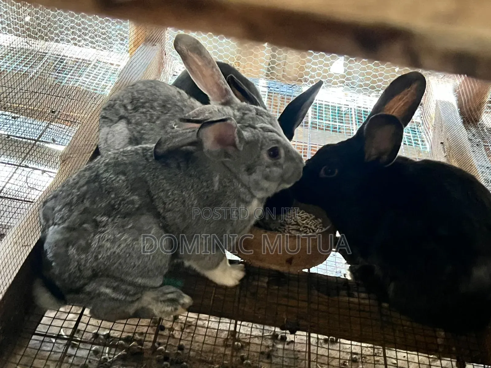 Kitengela Rabbitry