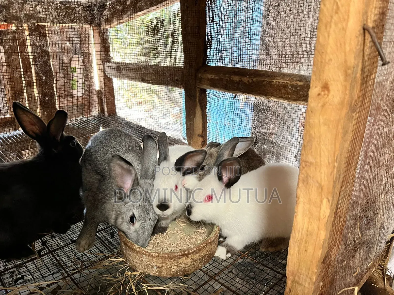 Kitengela Rabbitry