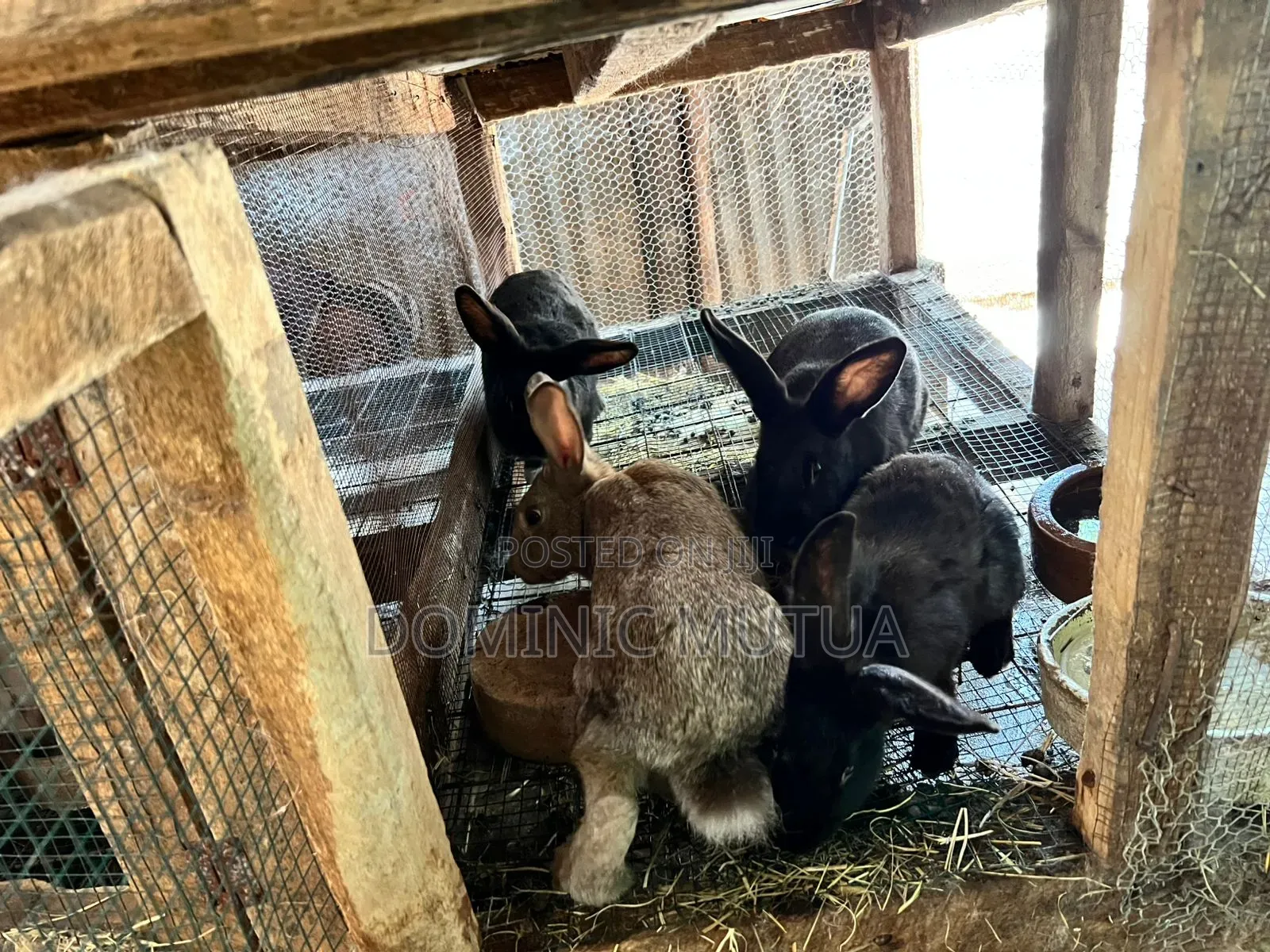 Kitengela Rabbitry