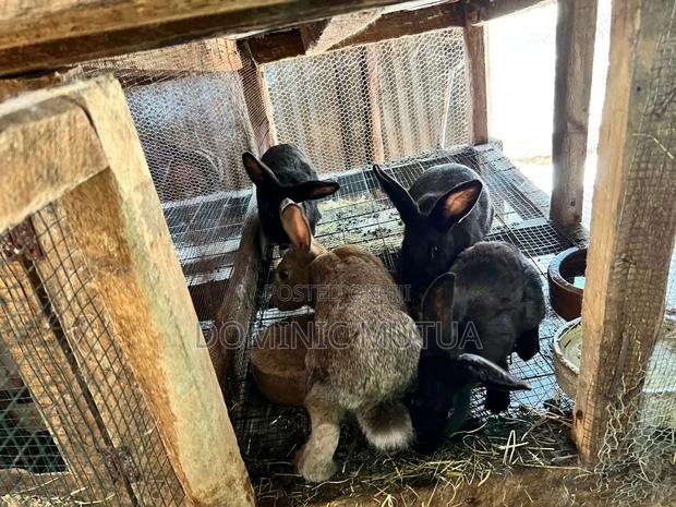 Kitengela Rabbitry - thumbnail 15