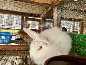 Pet Rabbits [Angora ,French Earlop ,Minilops)