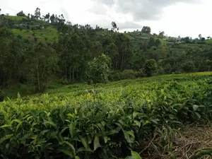 2 Acres Tea Farm in Githobokoni Ward, Gatundu North.