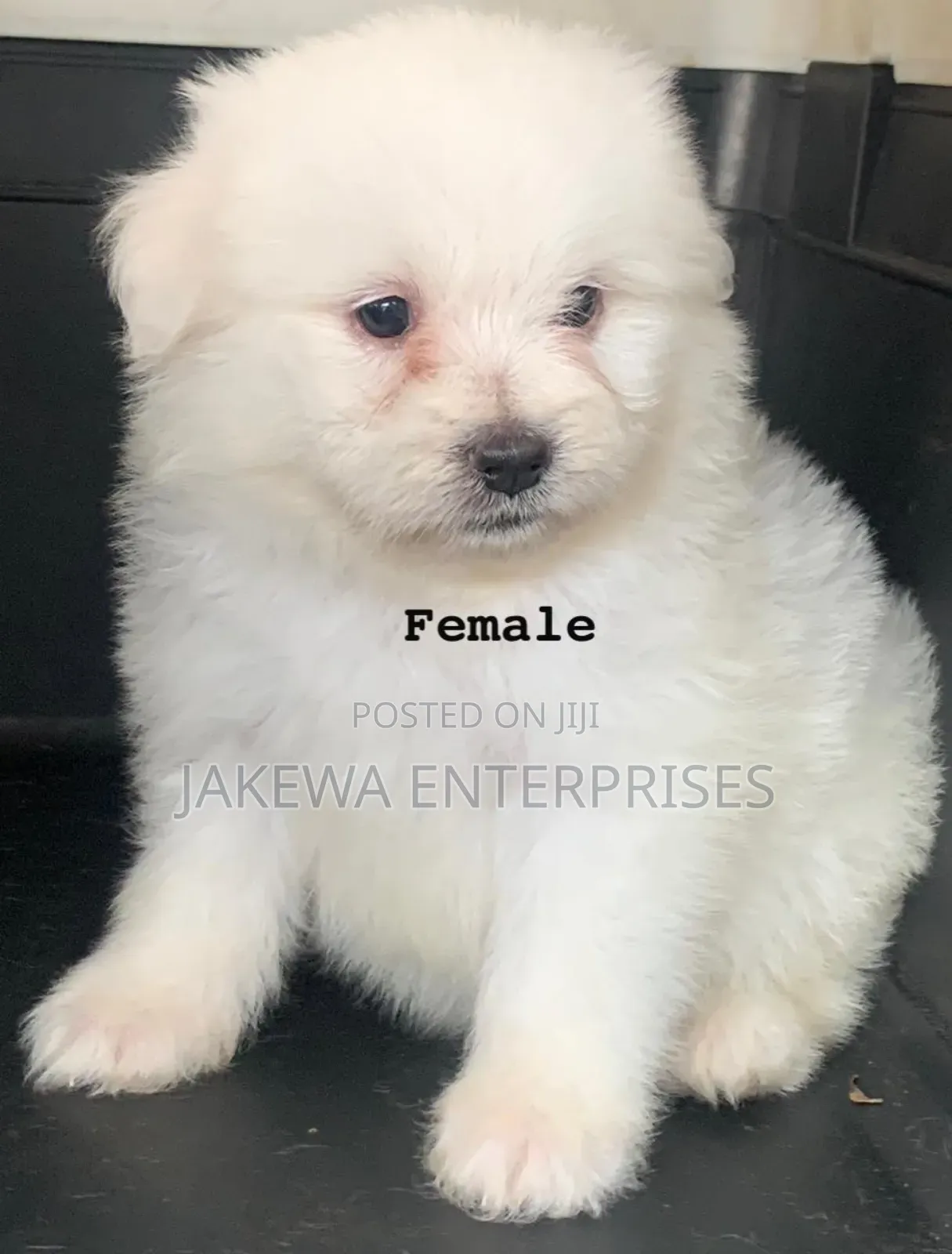 1-3 months Female Purebred Havanese