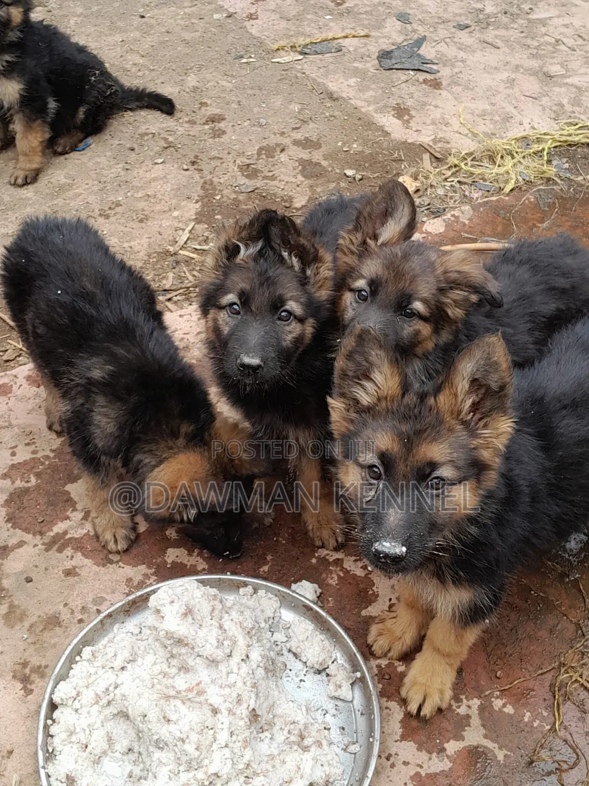 1-3 months Female Purebred German Shepherd