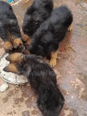 1-3 months Female Purebred German Shepherd